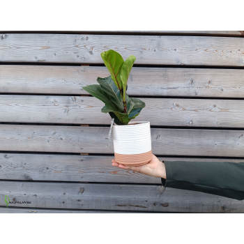 Ficus lyrata (Fikus lýrovitolistý) - kont. C1L, výška 20-30 cm